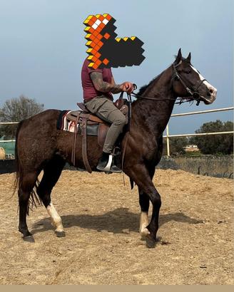 Paint horse 2021