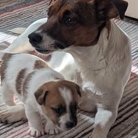 Cuccioli di jack russell tricolor