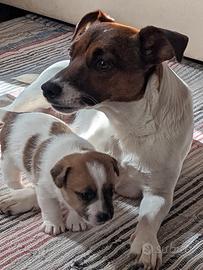 Cuccioli di jack russell tricolor