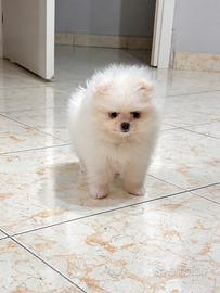 Mini toy