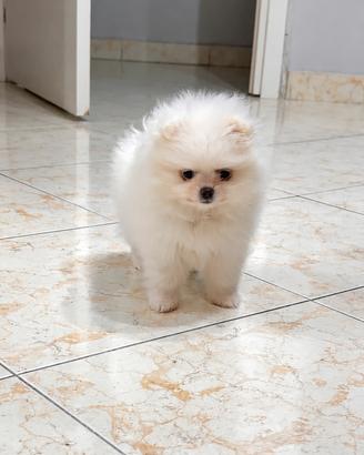 Mini toy