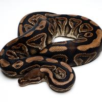 Black Pastel pitone reale