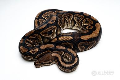 Black Pastel pitone reale