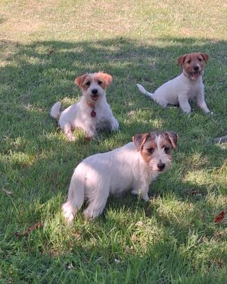 Cucciole jack russel terrier
