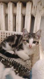 Gattina