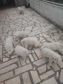 Vendita cuccioli