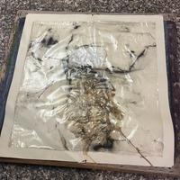 Quadro ragnatela ad opera di Gaetano Orazio