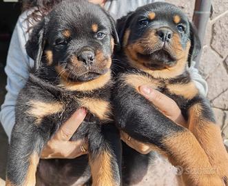 Cucciole di rottweiler