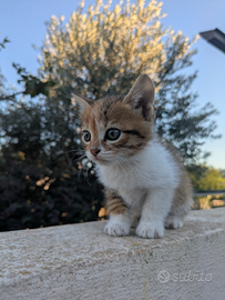 Gattini