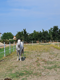 Castrone anglo arabo con documenti 2020
