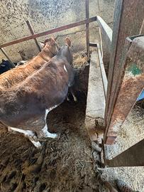 Vitella pezzata rossa