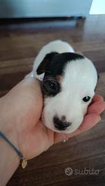 Simil jack Russell