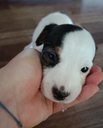 Simil jack Russell