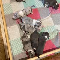 Cuccioli american bully