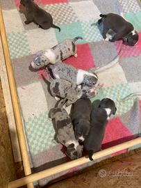 Cuccioli american bully