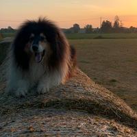 Pastore scozzese per accoppiamento