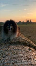 Pastore scozzese per accoppiamento