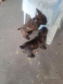 Bulldog francesi madchi