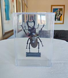 Lucanus maculifemoratus - insetto modello 3D