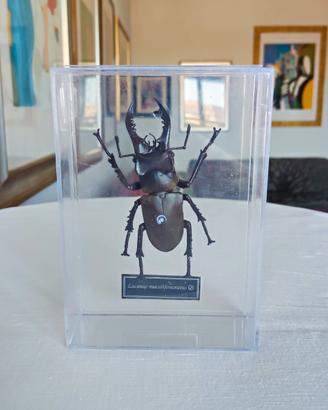 Lucanus maculifemoratus - insetto modello 3D