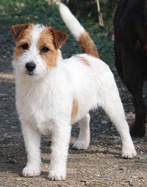 Jack russell cuccioli