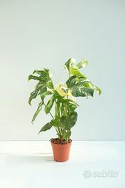 Monstera Hai Constellation