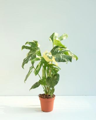 Monstera Hai Constellation