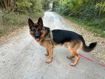 Pastore tedesco per monta