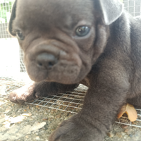 Bulldog francese