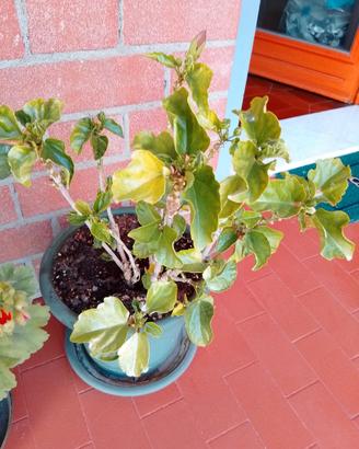 pianta di ibisco rosa dalla Cina 