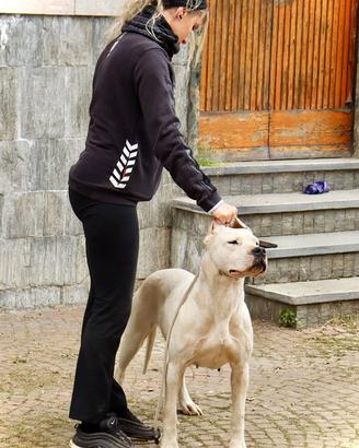 Cuccioli di dogo argentino con Pedigree Enci