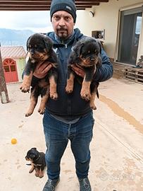 Cuccioli di rottweiler