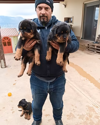 Cuccioli di rottweiler