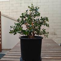 bonsai bosso