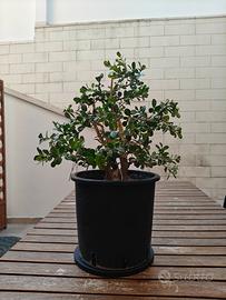 bonsai bosso