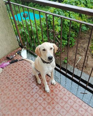 Mauro, 8 mesi