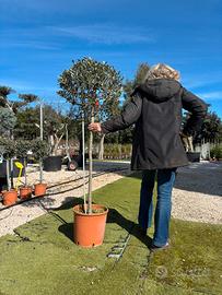 Pianta olivo pon pon altezza 135/145 cm