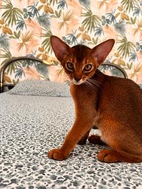 Abissini cuccioli