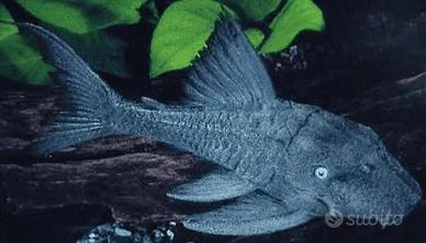 PANAQUE ED PLACOSTOMUS
