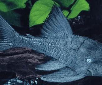 PANAQUE ED PLACOSTOMUS