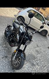 Lem brutus 110