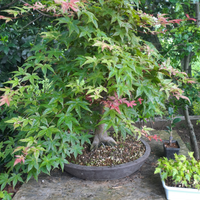 Pre bonsai di acero palmato
