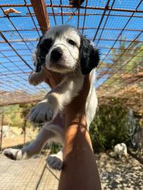 Setter inglese