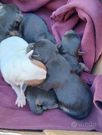 Cuccioli pincher chihuahua