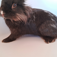 Coniglio TESTA DI LEONE maschio