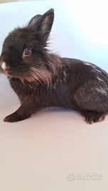 Coniglio TESTA DI LEONE maschio