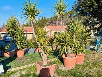 Piante da giardino