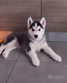 Cuccioli husky pedigree
