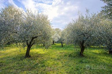 TER. AGRICOLO A SANT'OMERO