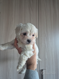 Cuccioli di maltese